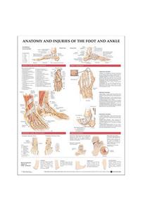 Anatomy and Injuries of the Foot and Ankle