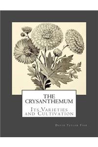 Crysanthemum