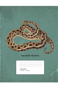 Snake Boa Constrictor Composition Book Wide Ruled