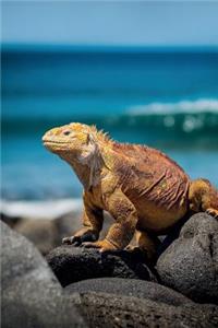 Marine Iguana