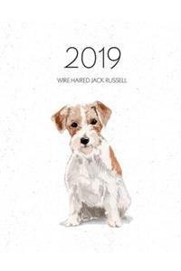 2019 Wire Haired Jack Russell
