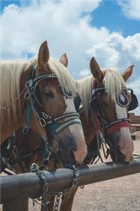 Horses