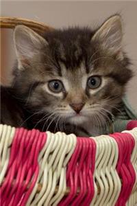 Kitten in a Basket Journal