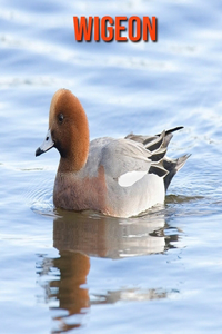 Wigeon