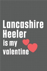 Lancashire Heeler is my valentine