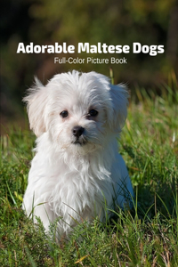 Adorable Maltese Dogs Full-Color Picture Book