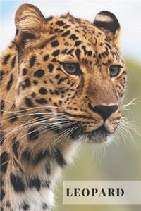 Leopard