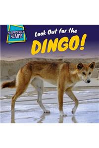 Look Out for the Dingo!