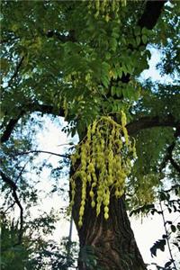 Japanese Pagoda Seeds Tree Journal