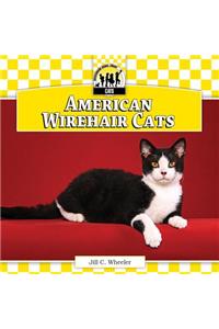 American Wirehair Cats