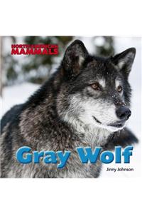 Gray Wolf