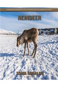 All About Reindeer