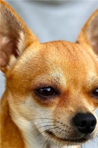 Cute Chihuahua Dog Posing for the Picture Journal