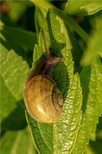 Cute Little Snail on a green Leaf Journal