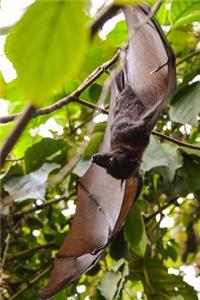 Bat