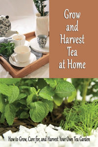 Grow and Harvest Tea at Home