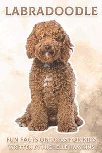 Labradoodle