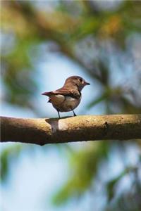 Mind Blowing Tiny Bird Journal