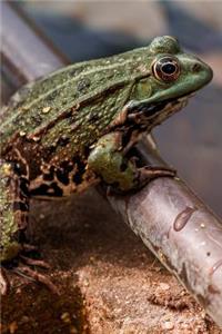 The Frog Journal
