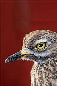 Spotted Thick-Knee Journal: 150 Page Lined Notebook/Diary