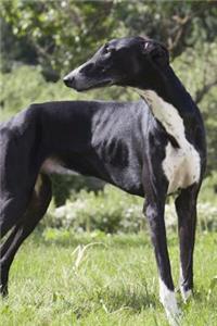 Greyhound