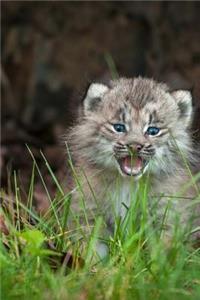 Baby Canada Lynx Kitten in the Tall Grass Journal
