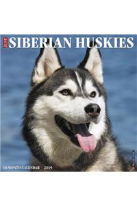 Just Siberian Huskies 2019 Wall Calendar (Dog Breed Calendar)