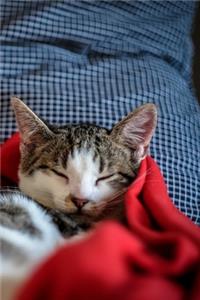Sleeping Kitten Journal