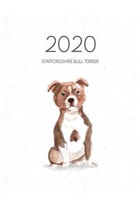 2020 Staffordshire Bull Terrier