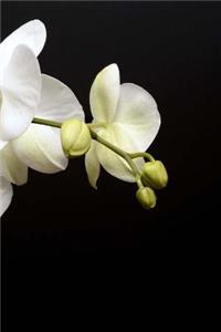 Orchid Notebook