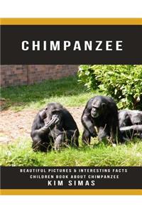 Chimpanzee