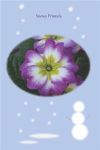 Snowy Primula