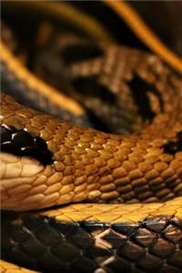 Snake Notebook