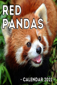 Red Pandas 2021 Calendar