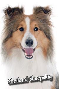 Shetland Sheepdog