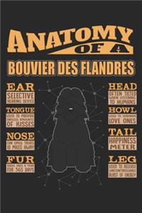 Anatomy Of A Bouvier Des Flandres