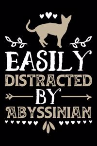 Easily Distracted by Abyssinian