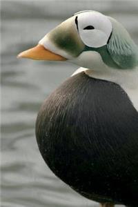 Spectacled Eider Journal