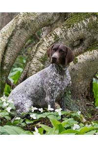 German Shorthaired Pointer