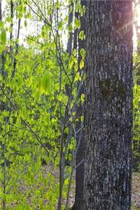 Morning Sun Spring Green Leaves Journal