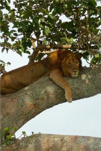 Lion in a Tree in Uganda, Africa Journal