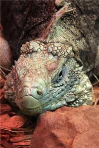 Cuban Rock Iguana Lizard Journal: 150 Page Lined Notebook/Diary