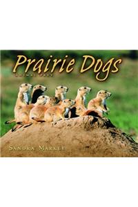 Prairie Dogs