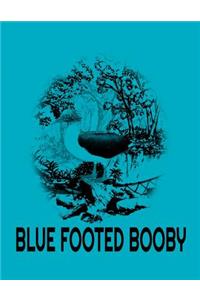 Blue Footed Booby