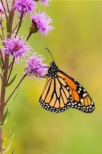 Monarch Butterfly Journal