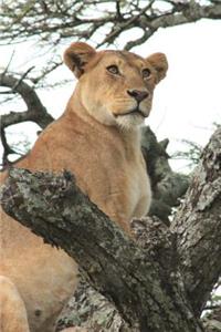 Lioness in a Tree Journal: 150 page lined notebook/diary