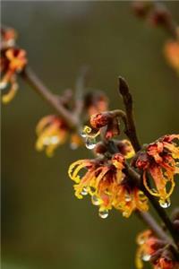 Witch Hazel Flowers Journal