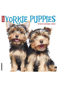 Just Yorkie Puppies 2020 Wall Calendar (Dog Breed Calendar)