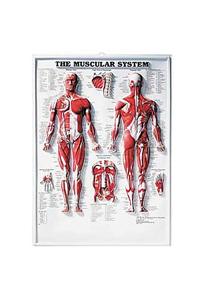 The Muscular System 3D Raised Relief Chart