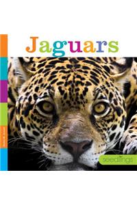 Jaguars